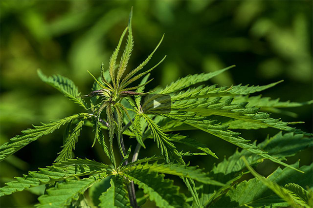 Wunderwerk Hanf – Wiedergeburt unserer ältesten Heil und Kulturpflanze